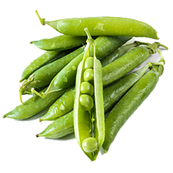 Pea English USA