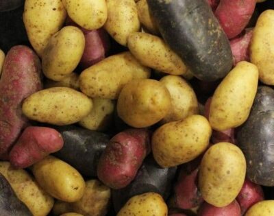 Potato/Yellow Fingerling