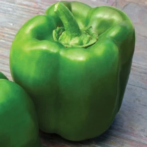 Bell Pepper/Green