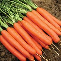 Carrot-w Tops/Nantes