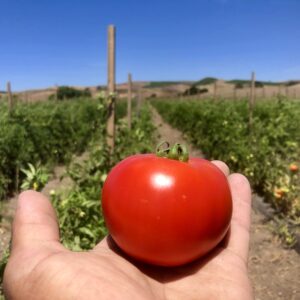 Tomato/Roma Red