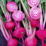 S1060-Beet-Chiogga