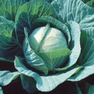 Cabbage/Green