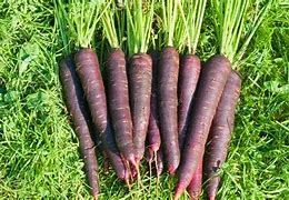 Carrot-w Tops/Purple