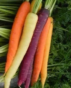 Carrot/Rainbow