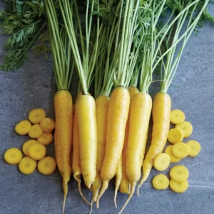 Carrot/Yellow
