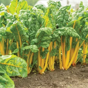 Chard Gold USA