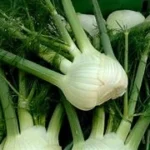 S1430-Fennel