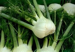 Fennel USA