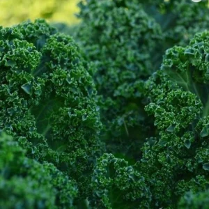 Kale/Green
