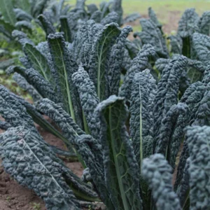 Kale/Lacinato