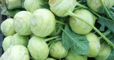 Kohlrabi