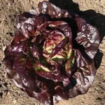 S1495-Lettuce-Butter-Red
