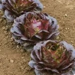 S1567-Lettuce-Salanova-Red-Butter