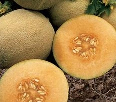 Melon/Ambosia