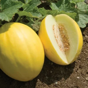 Melon/Canary