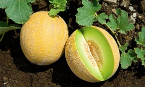 Melon/Galia