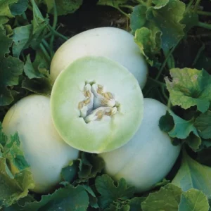Melon/Honeydew