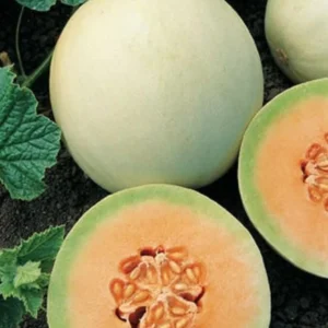 Squash/Kabocha Orange