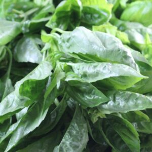 Basil USA