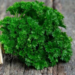 Parsley Italian USA