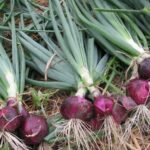 Red Onion With Tops
